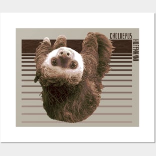 Hoffman's Two-Toed Sloth Posters and Art